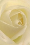 This close perspective immerses you in the heart of a cream-ivory rose, as if transported to one of Elm Park's calmest mornings. Each petal unfurls in soft, spiraling layers, inviting your senses to explore the gentle curve and whisper-light texture. The soft luminosity and subtle shadows create an atmosphere of peace, reflecting the community spirit of Elm Park during moments of both celebration and reflection. The rose's fragrance, though only imagined, suggests a gentle sweetness-comforting and ever-present. Whether gifted as a token of sympathy, admiration, or to mark a new beginning, this bloom's tranquil beauty is accentuated by the devoted artistry of Elm Park's florists. The image captures more than a flower: it conveys the sincere emotion and thoughtful attention poured into every arrangement designed for the neighbours and families who call Elm Park home.
